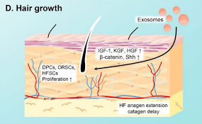 hair growth Trillium Clinic Dermatology Chapel Hill